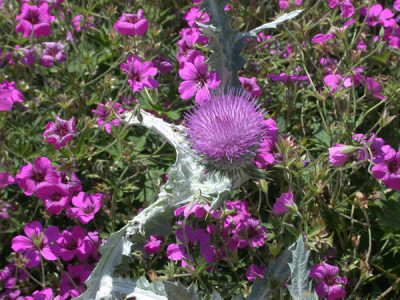 07_Eselsdistel__Storchschnabel_Patricia_T_28929_69.jpg