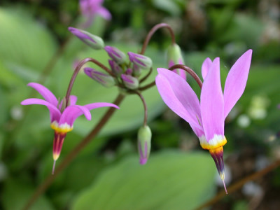 05_Gotterblume_M_26046_94.jpg