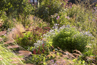 campanula_lact_herbst.jpg
