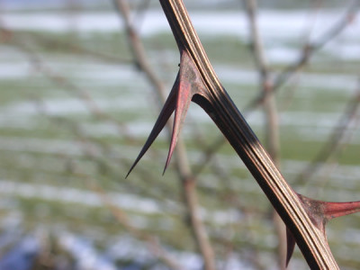 01_Stacheln_im_Winter_22421.jpg