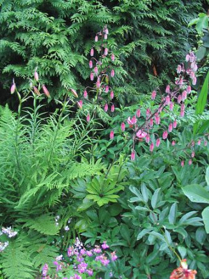 Lilium_martagon_mit_Thuja.jpg