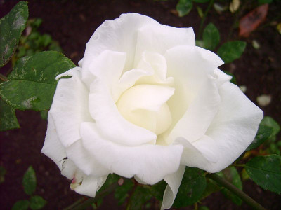 mrs.herbertstevens-21.jpg