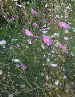 Aster pringlei Pink Star_ Erigeron annuus.JPG