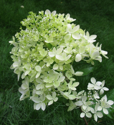 Hydrangea paniculata Phantom 2 [1280x768].jpg