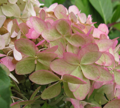 Hydrangea paniculata Phantom (Detail 2).jpg