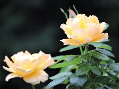 DSCN5881.JPG