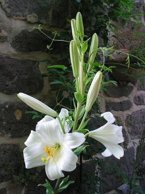 Lilium_candidum_2.jpg