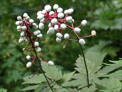 Actaea.jpg