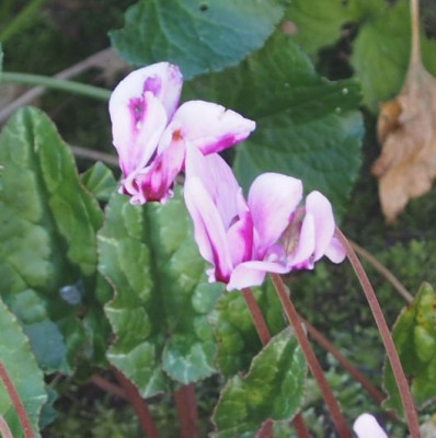 Cyclamen gestreift.-uwe9.jpg