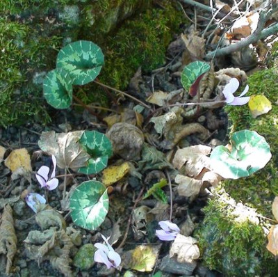 C.cilicium-uwe2.jpg
