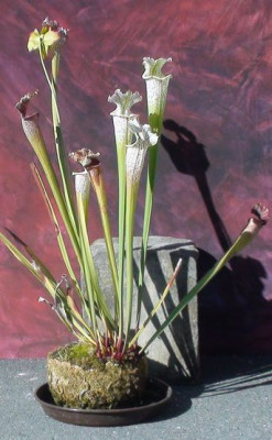 Sarracenia-leucophylla-prag2016.jpg
