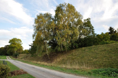 Birkengruppe2016.jpg