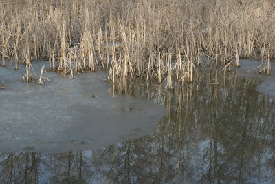 Januar-Winterweiher-Artemisia.jpg
