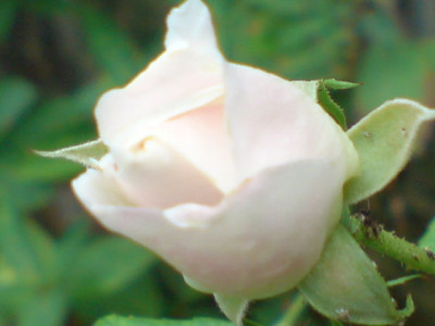 snow_white_mit_rosa_hauch.JPG