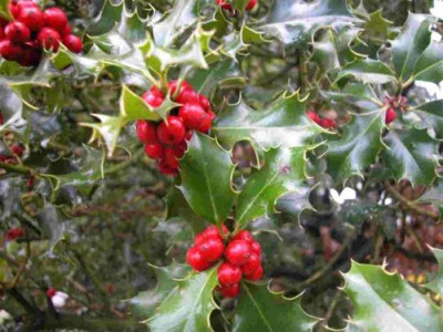 Ilexbeeren3.jpg