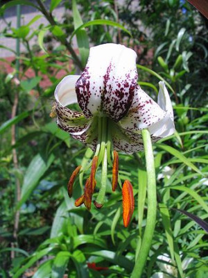 Lilium_duchratrei_1.jpg