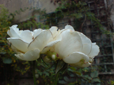margaret_merillbluten_im_herbst.JPG
