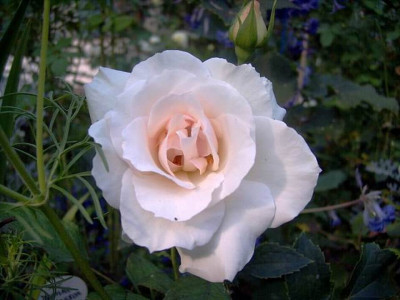 Ophelia_I.JPG