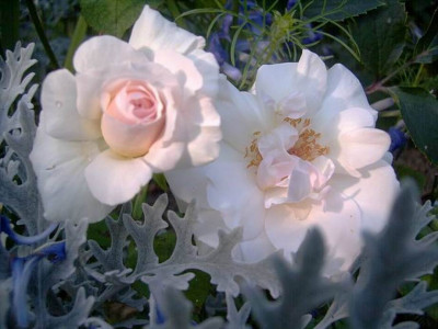 Ophelia_II.JPG