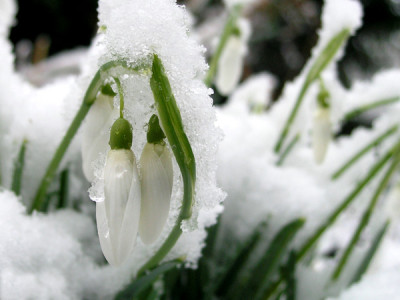 tete-a-tete-im-Schnee-k.jpg
