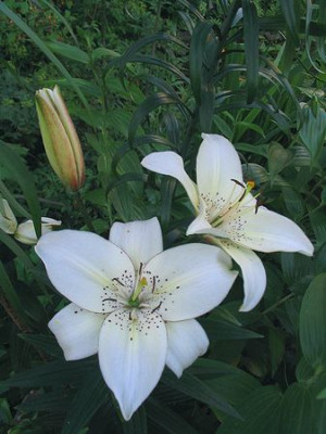 Lilium_unbekannt.jpg