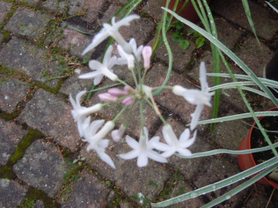 Tulbaghia pearl.JPG