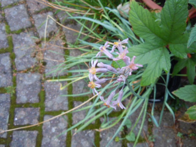 Tulbaghia hazel.JPG