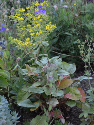 Eriogonum_allenii-LittleRascal.15-1.jpg