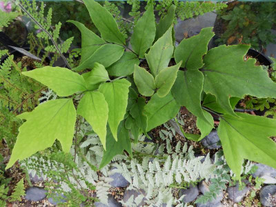 Cyrtomium macrophyllum var. tukusicola ...   10.16 001.jpg