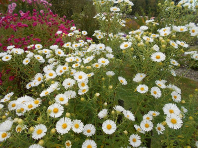 Aster_n_a_Herbstschnee.JPG