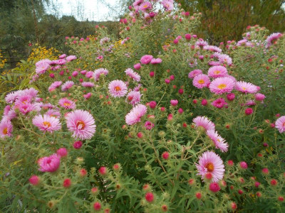 Aster_n_a_RosaSieger.JPG