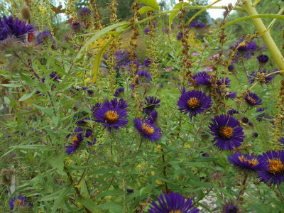 Aster_n_a_Violetta.JPG