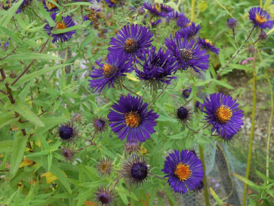 Aster_n_a_Violetta2.JPG