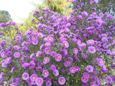Aster_n_b_2.JPG
