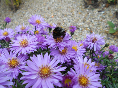 RosenwichtelHummel.JPG