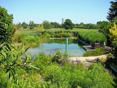 Teich2006_06_02x.jpg