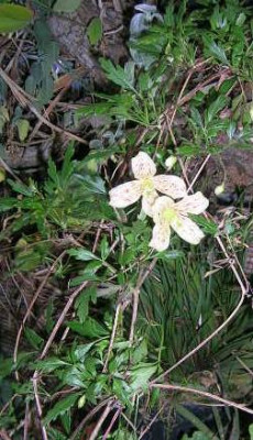 Clematis_cirrhosa_v_elga.jpg