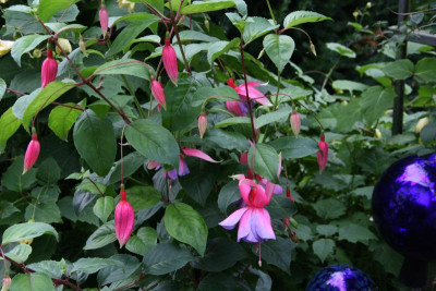 Fuchsie Hilda1312.jpg
