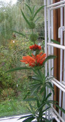 Leonotis_leonurus_v_graf_anni.jpg