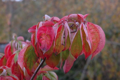 new_herbst2006_017.jpg