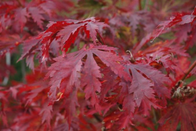 new_herbst2006_018.jpg