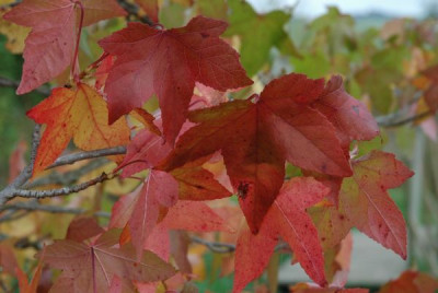 new_herbst2006_021.jpg