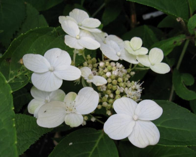 Hydrangea paniculata Dharuma [1280x768].jpg