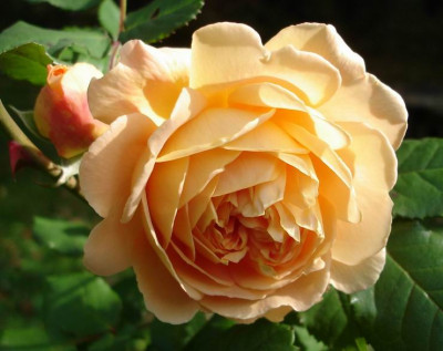 CrownPrincessMargareta_Okt06.jpg