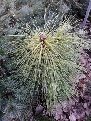 Malik17Pinus.ponderosaMt.Sashta.jpg