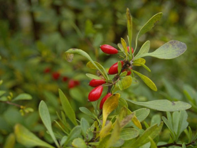 2006-10-20_berberis_thunbergii.jpg