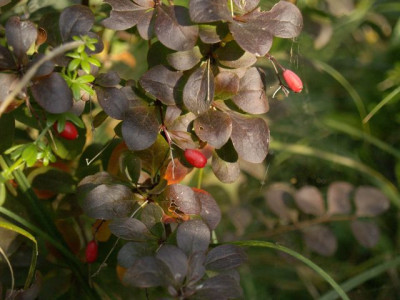 2006-10-20_berberis_thunbergii_atropurpurea_oder_ottanwensis.jpg