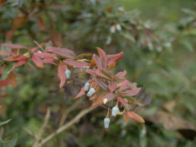 2006-10-20_berberis_gagnepainii_Tottenham.jpg