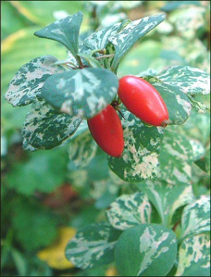 Berberis_thunbergii_Pow-Wow.jpg