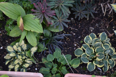 Hostas.16-3.jpg
